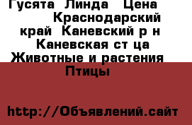 Гусята  Линда › Цена ­ 2 000 - Краснодарский край, Каневский р-н, Каневская ст-ца Животные и растения » Птицы   